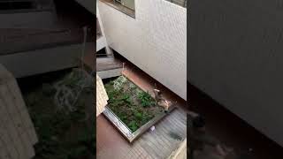 VID 20200222 WA0002