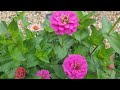 Planting Zinnias in containers to go in vegetable garden ~ Growing zinnias from seeds Part 2