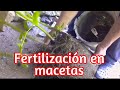 fertilización en macetas con harinas de rocas , harinas de cascarones de huevo AGRICULTURA ORGÁNICA