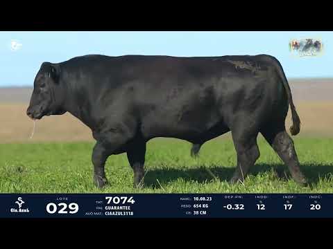 LOTE 29   TAT 7074 M Angus