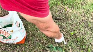 GRASS SEEEEED 🌾👀Pennington & How to make it grow (works) Every time - Works For Me😇 by MBJ DIY 37 views 5 days ago 1 minute, 3 seconds