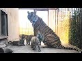 Бровки-Лилии и ее тигровые креветочки. Тигры Тайгана. Tigress "brow-lily" with the cubs. Taigan