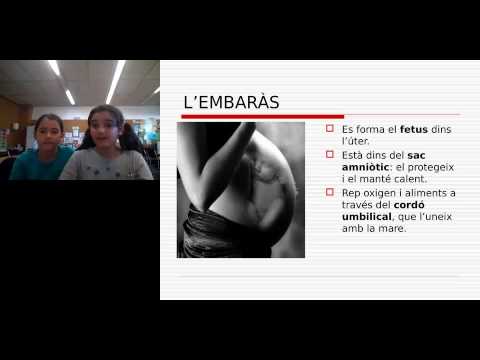 Vídeo: Com Es Determina L’embaràs En Un Gat