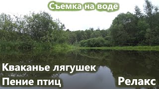картинка: Кваканье лягушек, пение птиц, звуки природы, релакс на пруду. Съемка на воде.