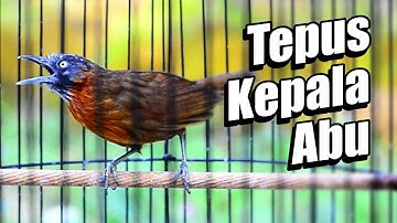 TEPUS KEPALA ABU GACOR NEMBAK RAPAT