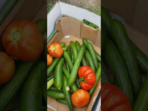 بندورة جبلية