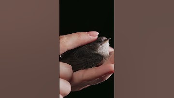 Little barn swallow-The adorable bond between bird and human!#shorts
