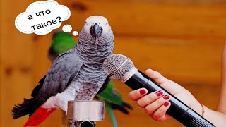 ПОЧЕМУ ПОПУГАИ УМЕЮТ РАЗГОВАРИВАТЬ ? by Animal Stories 1,394 views 1 year ago 5 minutes, 25 seconds