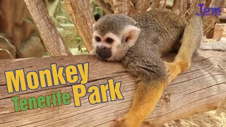 Monkey Park Zoo - Vacation Time in Los Cristianos Tenerife