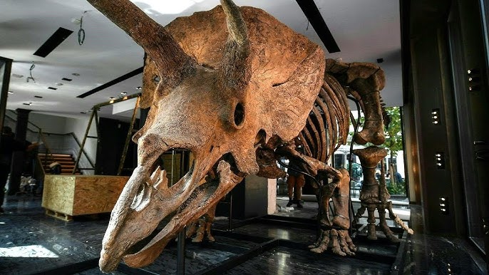 Weltgrosster Triceratops In Paris Zu Bestaunen Afp Youtube