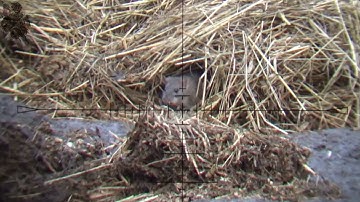 PVN : Săn Chuột bằng Condor Pcp | mouse hunting