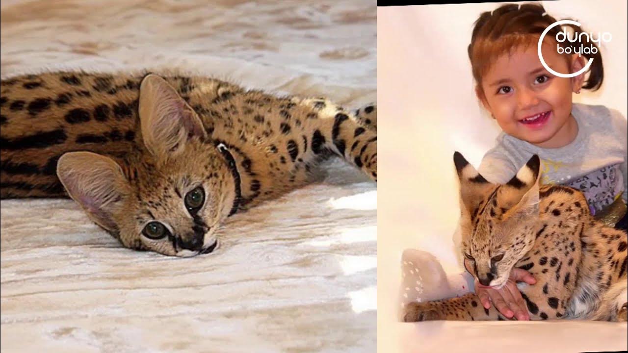 Yigit katta kokrakli qizni sikadi