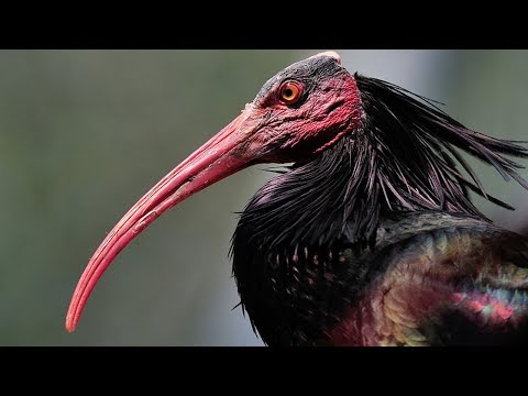 Video: ¿Qué pájaro tiene un pico parecido?