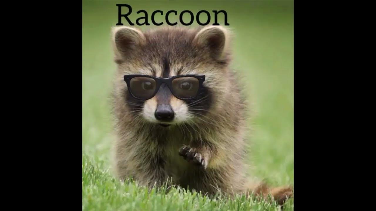 How to spell How do you spell “Raccoon” in English YouTube