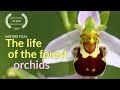 The life of the forest orchids