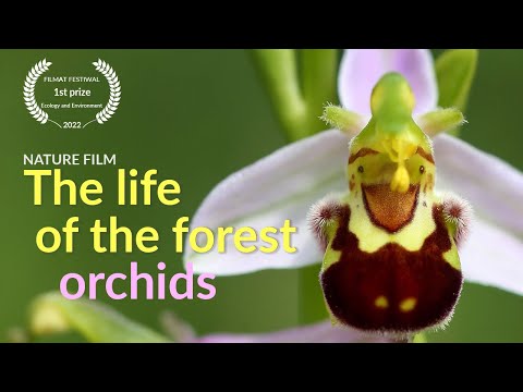 Video: Gegutės ašaros – laukinė mūsų platumų orchidėja