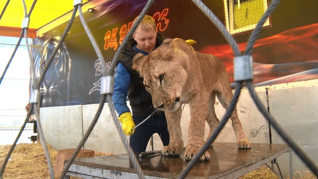 Цирк династии довгалюк ейск. Цирк шапито династии довгалюк волгоград. Цирки в ростов династии довгалюк. Цирк довгалюк. Цирк довгалюк.