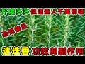迷迭香的營養價值 迷迭香的功效 迷迭香的副作用 迷迭香怎麼吃 迷迭香可以泡茶喝嗎 迷迭香不能和什麼一起吃 哪些人不適合吃迷迭香 迷迭香的營養價值 迷迭香的功效 迷迭香的副作用 迷迭香怎麼吃 迷迭香可以泡茶喝嗎 迷迭香不能和什麼一起吃 哪些人不適合吃迷迭香