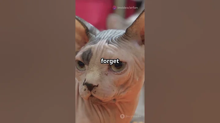 Watch the video about What cat breed is right for whom?