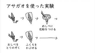 4. 種子のでき方②アサガオ(サムネイル画像)