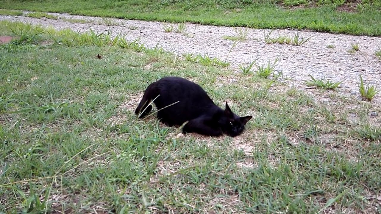 動物 猫にまたたび 黒猫 新潟県佐渡市 Youtube