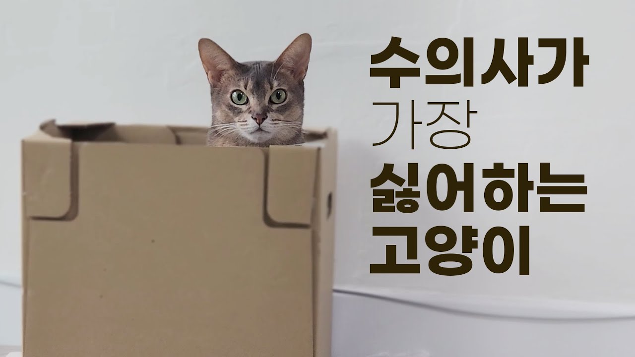 우리 애가 진짜 똑똑하고 예쁜데, 버릇이 조금 없어요...🐈 아비시니안 특징, 개냥이 관찰일기