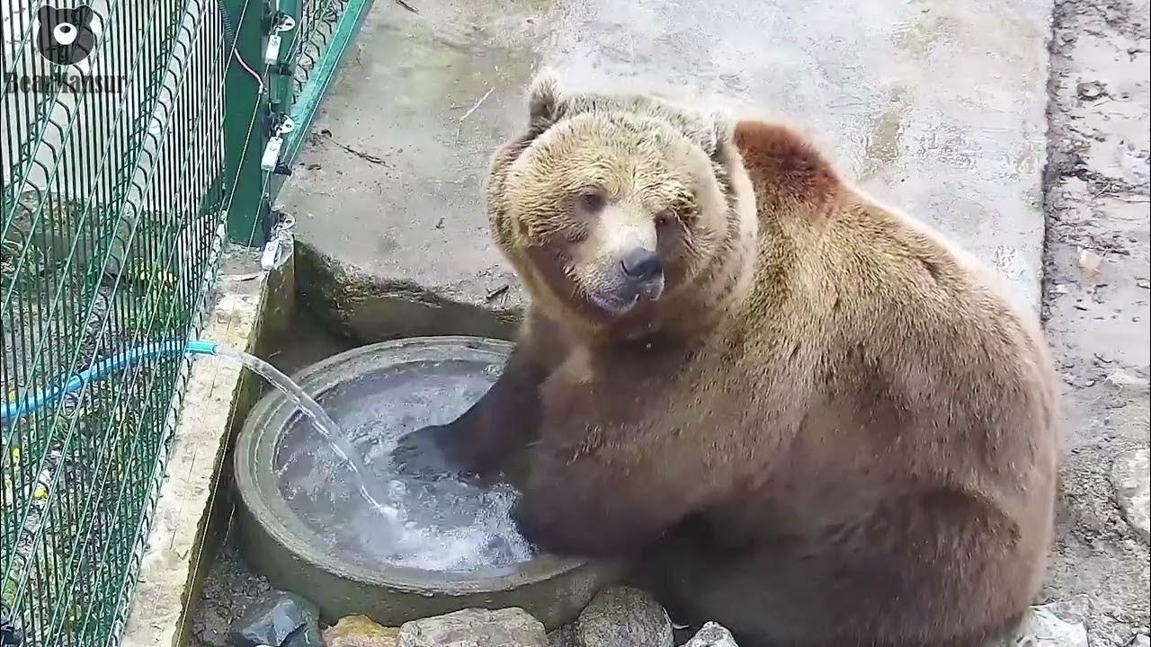 Развлечения медведей