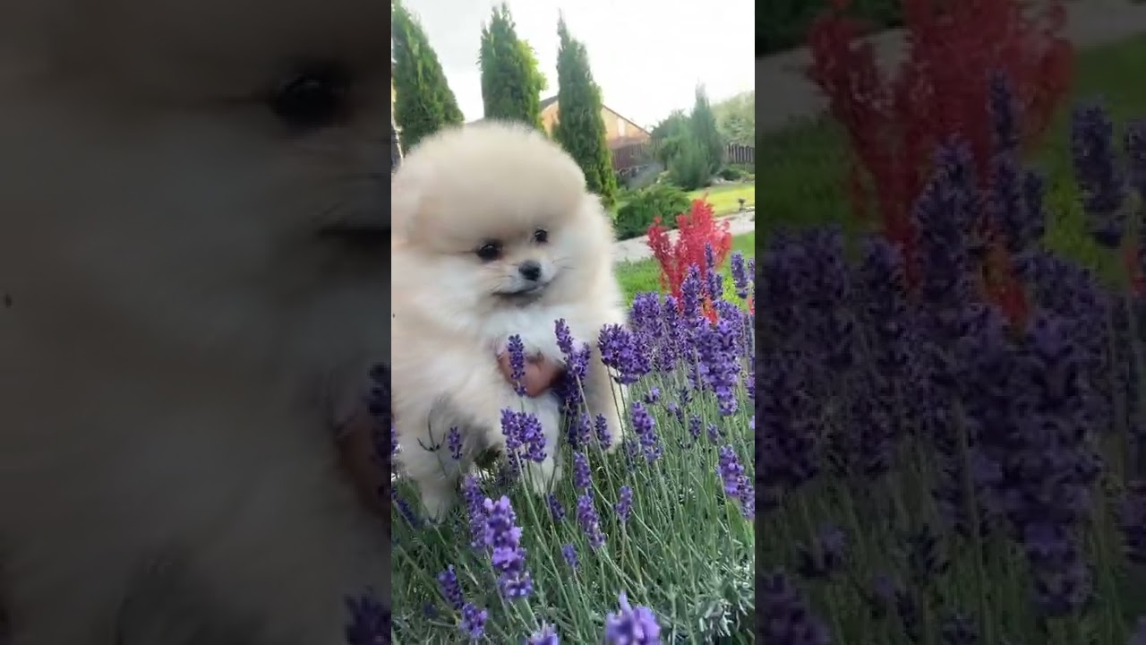 @tiktok.shotty #shorts