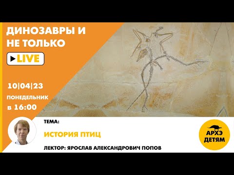 Видео: Новая книга: почему «вещь с перьями» не только о птицах