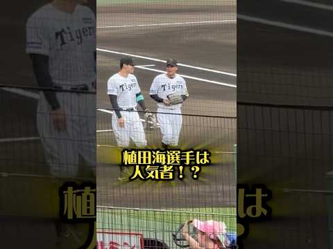 植田海選手は人気者⁉︎25/6/7 #阪神タイガース #阪神 #甲子園 #阪神ファン #プロ野球 #野球 #阪神甲子園球場 #佐藤輝明 #近本光司 #植田海 #近江 #近江高校 #滋賀県 #野球選手