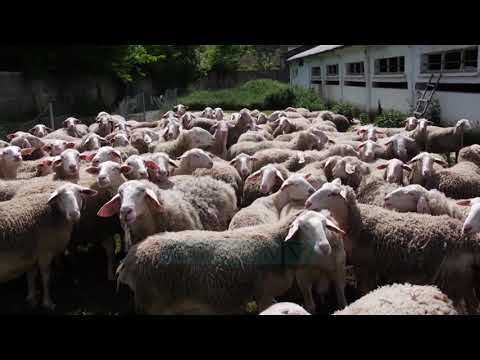 Video: Si Të Tregojmë Ndryshimin Midis Qumështit Pluhur