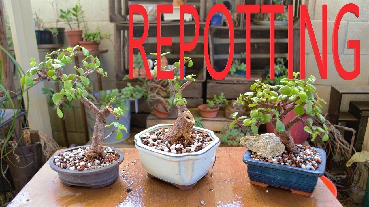 Elephant Bush Repotting - Fall 2019 - Poor Man's Bonsai