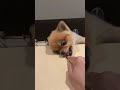 おやつを目の前にした時の凄まじい形相