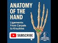 Hand Ligaments Part 2: From Carpals to knuckles