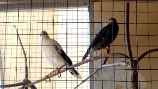 Download Lagu Seperti Bule vs Lokal | Beternak Jalak Kebo vs Jalak Putih | Couple of Starling birds MP3