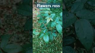 Ross Flawers Sri Lanaka Short Video