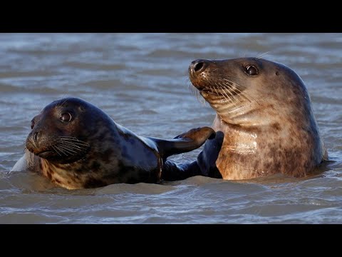 Rückkehr der Seehunde