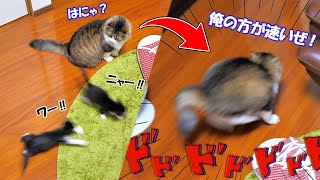 The boss cat dad tried to imitate the kittens and run at full speed.🐈💨 by Pastel Cat World II【セカンドチャンネル】 20,702 views 2 weeks ago 1 minute, 59 seconds