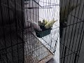 buggies #buggies #australian #parrot #eating #trending