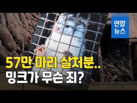 가죽 벗기더니 57만 마리 살처분까지…밍크가 무슨 죄? / 연합뉴스 (Yonhapnews)