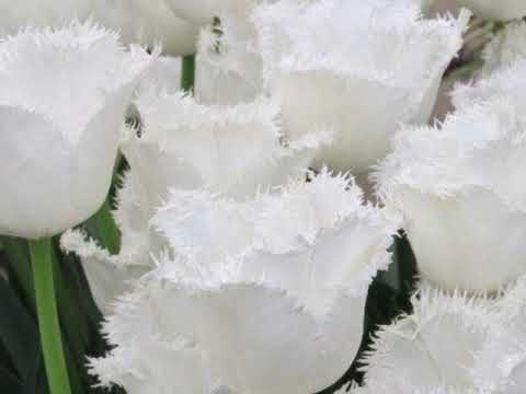 ቪዲዮ: Fringed Tulip ምንድን ነው - በጓሮ አትክልት ውስጥ የተጠለፉ የቱሊፕ ዝርያዎችን እንዴት እንደሚያሳድጉ