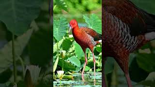 Beautiful Water Bird Hunting Fish in River with Water Lilies - Continuous 4K