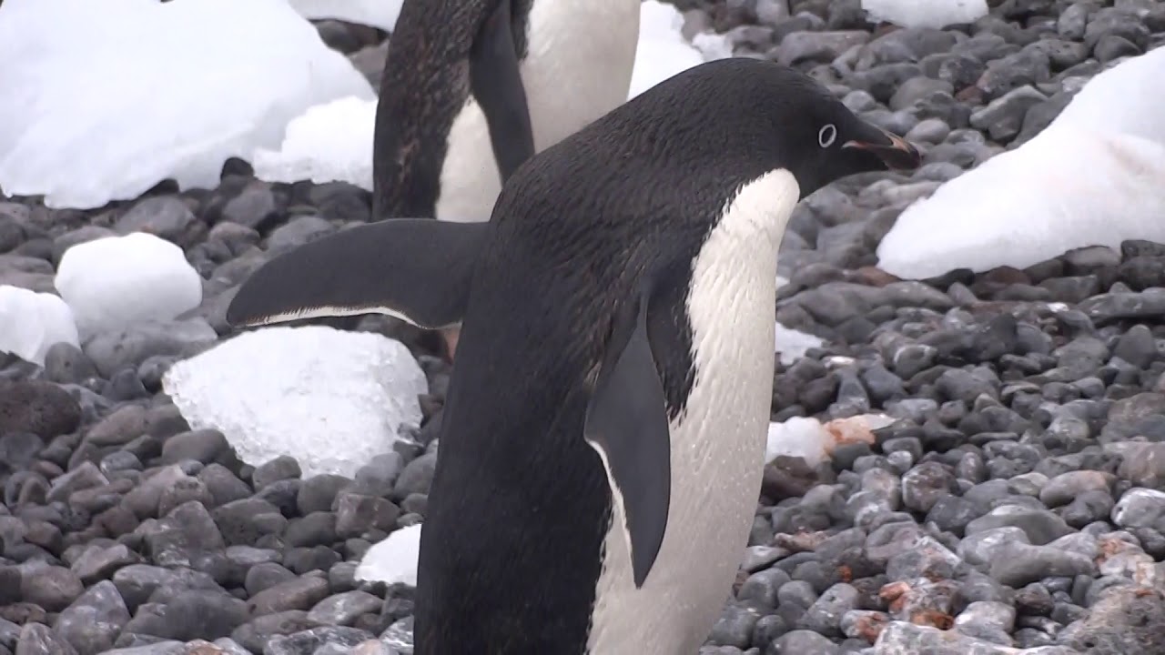 Adelie penguin_4 - YouTube