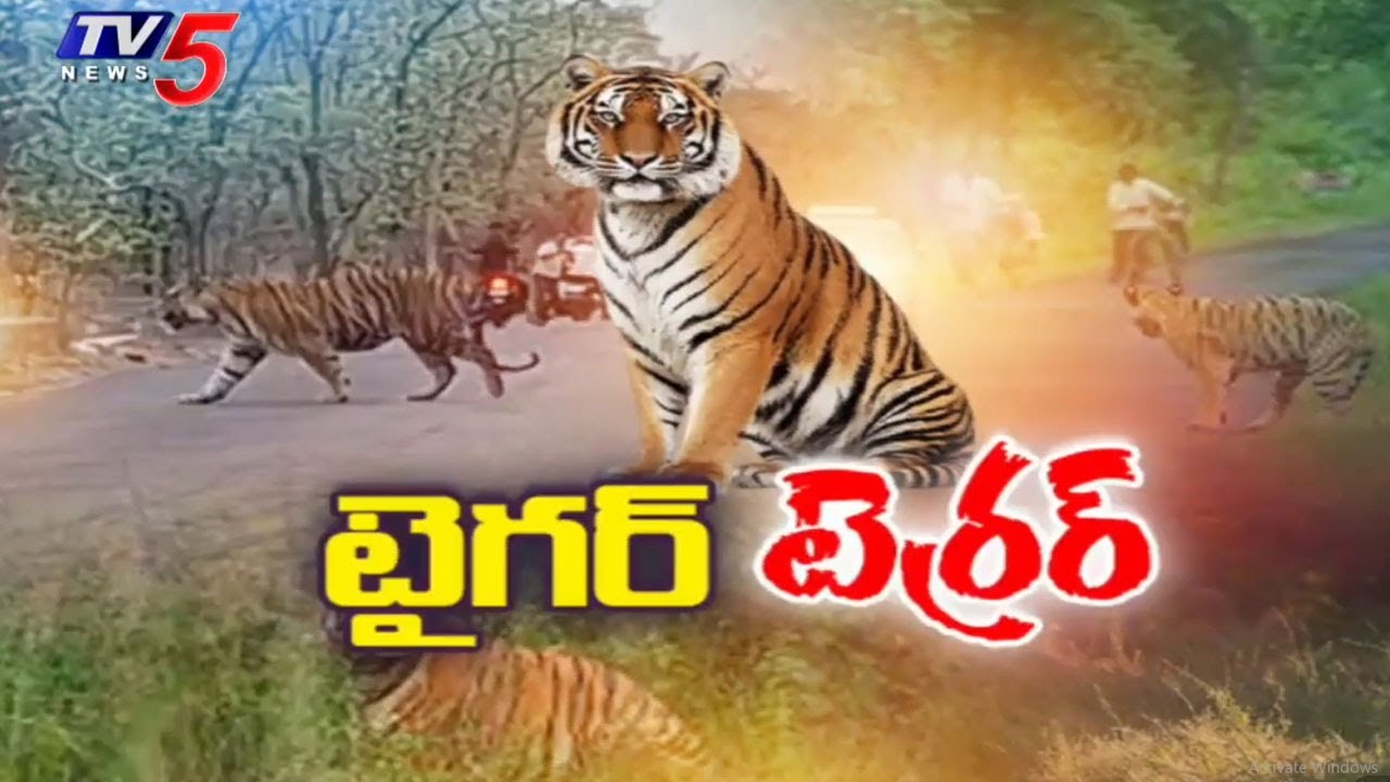300 KG Tiger Spotted in Yadadri District : 300 కేజీల పెద్దపులి | TV5 News