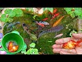 Serok ikan hias warna warni ikan koi komet glofish kura kura lobster ikan nila ikan Red devil part32