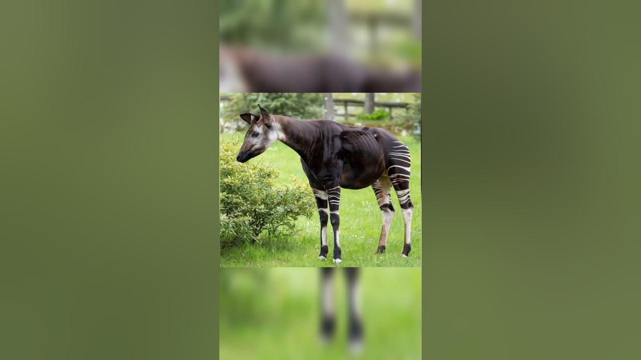 Okapi , closest relative of giraffe |30| - YouTube