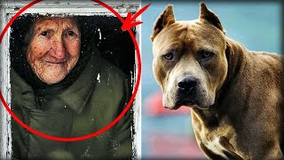 Una Abuela Adoptó Un Pitbull Un Año Después Los Vecinos Escucharon Un Grito Fuerte