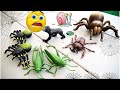 Playing with Bugs! Spiders! Grasshoppers! & Snails! Rockin' Robin's Bugtime Rockin Robin adventures