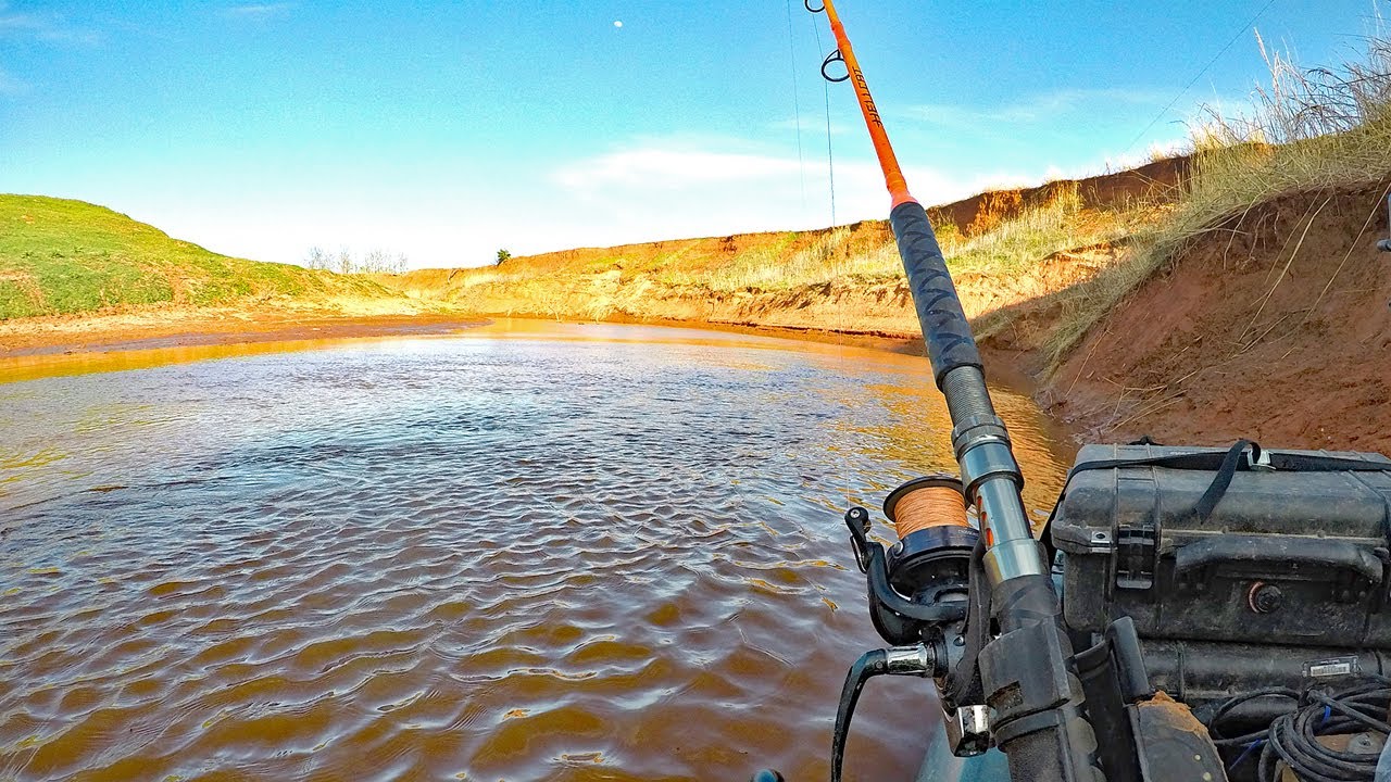I Found a PILE of MONSTER Flatheads...in a CREEK!