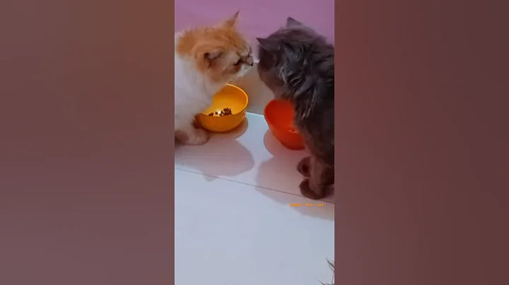 Video 8741971: persiancat persians, persian cat grey kitten, persiancat white cat kitten, persian cat kitten doll, face persian cat kitten, kitten persian cat black